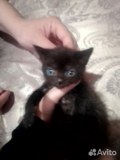 Котята отдам бесплатно