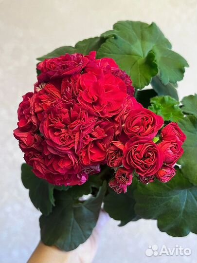 Пеларгония герань