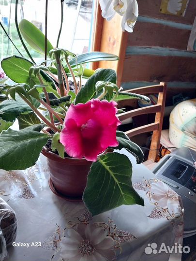 Укоренённый лист глоксинии