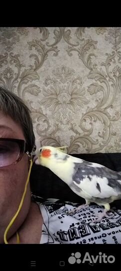 Попугай карелла