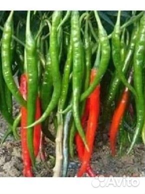 Рассада острого перца