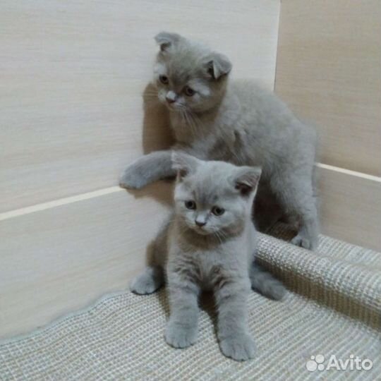 Котёнок вислоухий шотландский скоттиш фолд