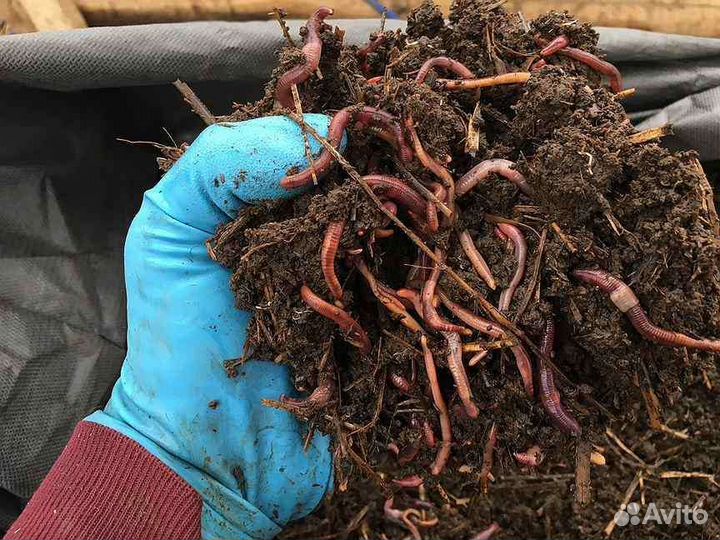 Калифорнийские черви.Биогумус,компост, удобрение
