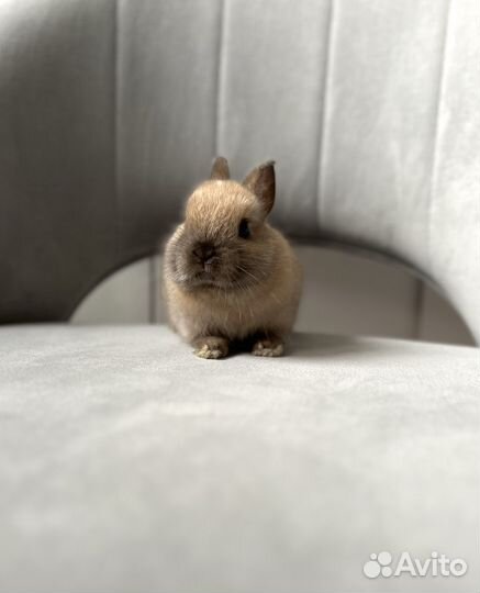 Карликовый, декоративный мини кролик