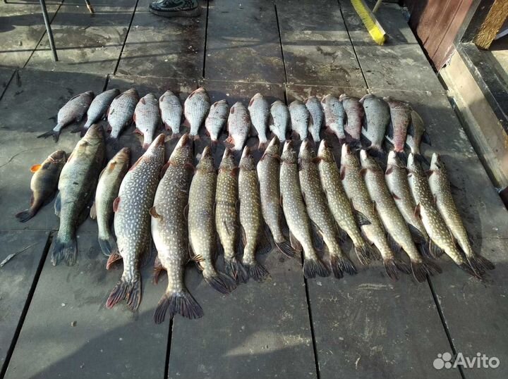 Свежемороженная рыба