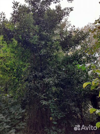 Лавровый лист