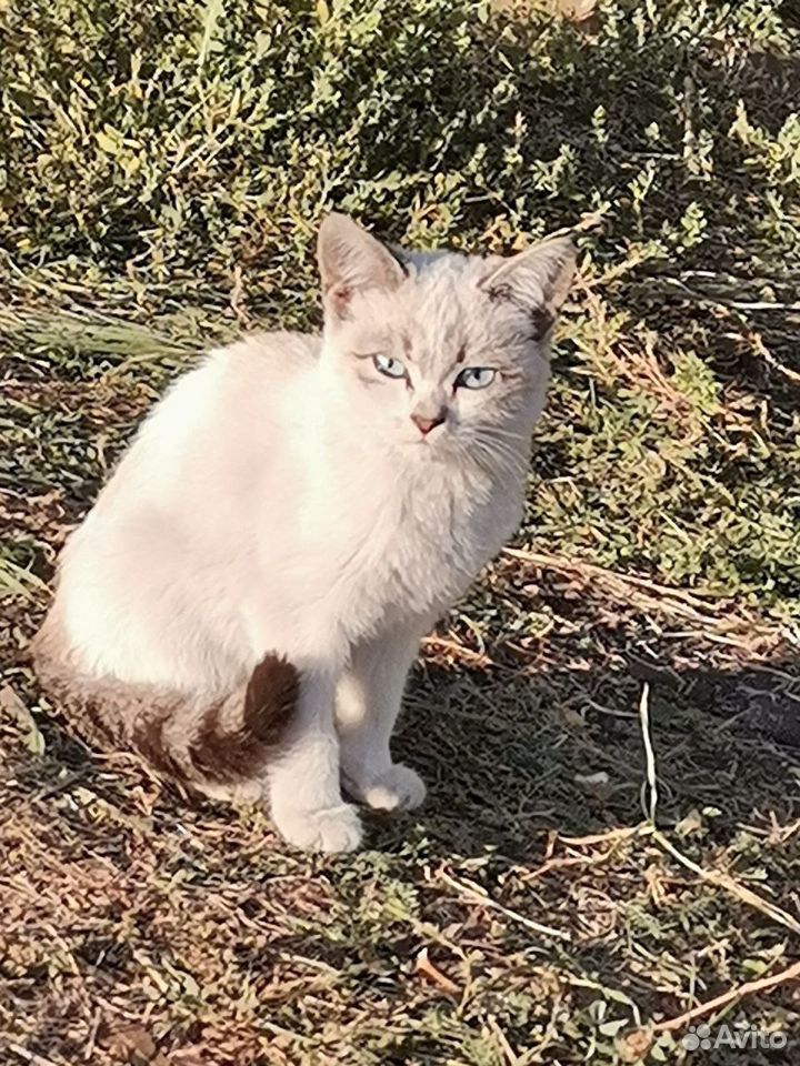 Котята в дар бесплатно