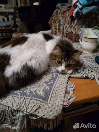 Кошечка подросток