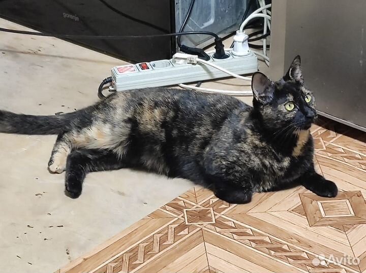 Шикарная Ласкуша