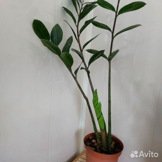 Замиокулькас