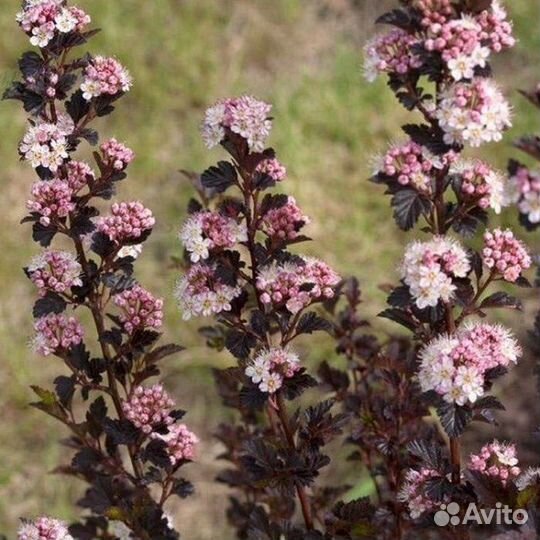 Пузыреплодник