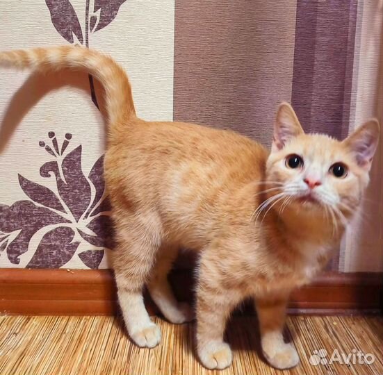 Рыжий котик в добрые ручки