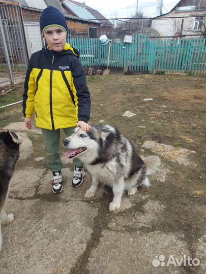 Сибирский хаски