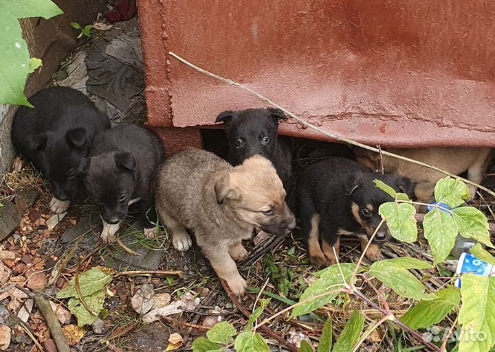 Пристроить щенков