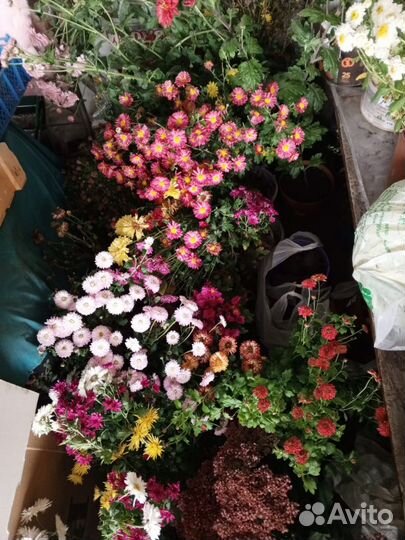 Хризантемы