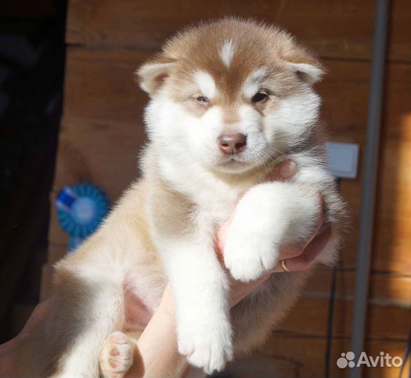 Аляскинский маламут щенки