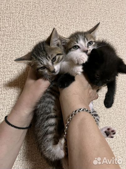 Котятки ищут дом