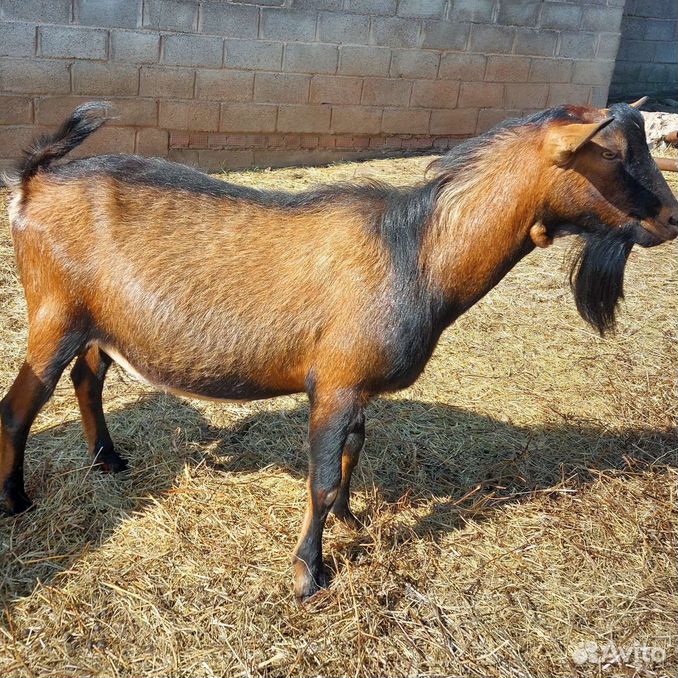 Альпийские и нубийские козлики