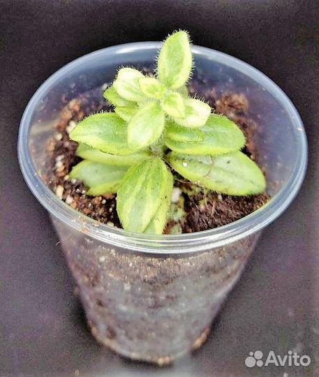 Эсхинантусы сортовые