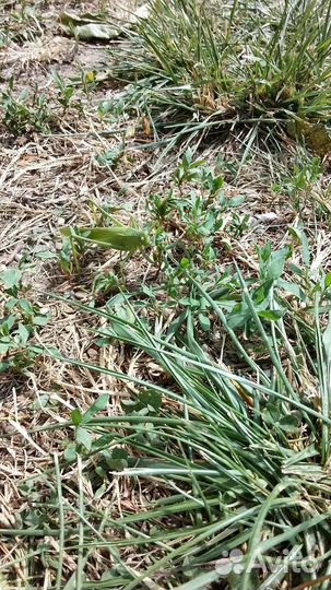 Дрессированная Саранча Олег