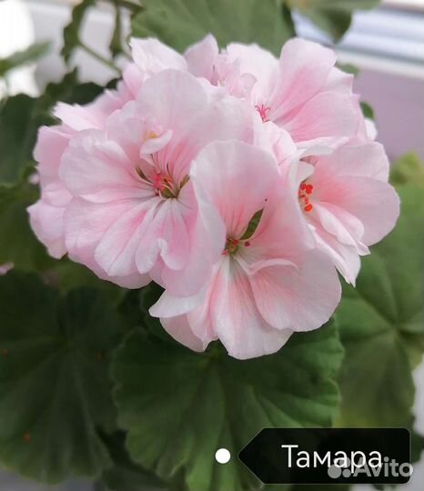 Герань пеларгония