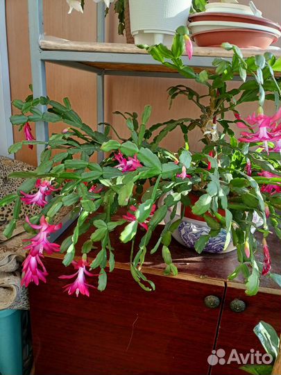 Цветок декабрист