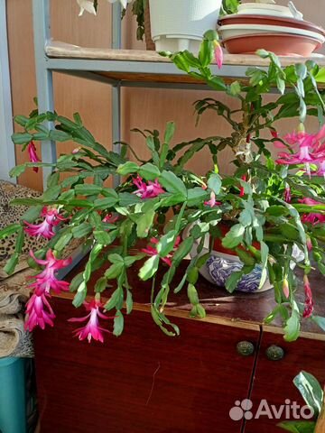 Цветок декабрист