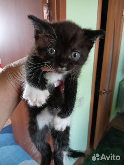 Котята ищут дом