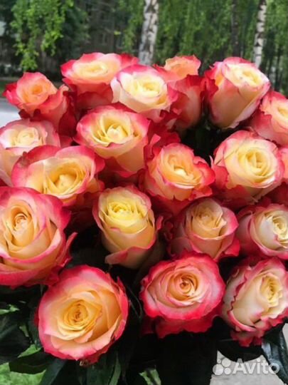 Букет из эквадорской розы