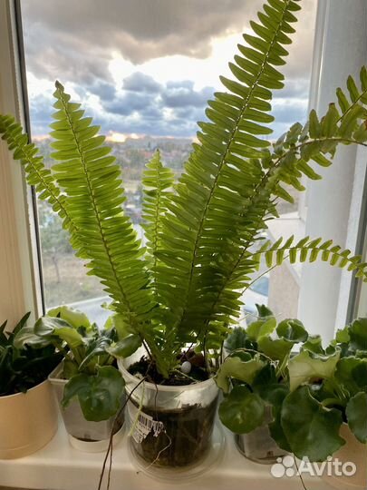 Продам цветы комнатные в горшках