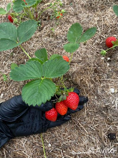 Земляника садовая (клубника)