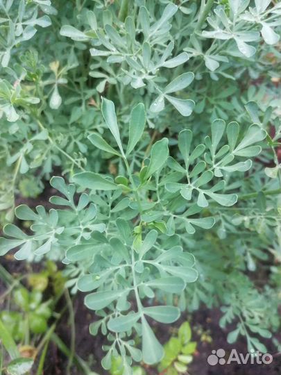 Рута серебристая, редкое садовое растение