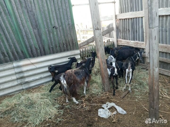 Коза поголовье