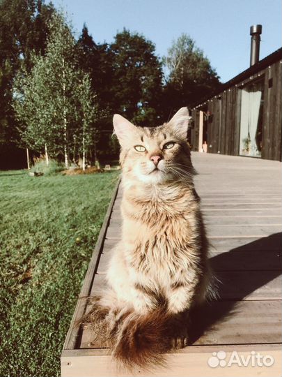 Молоденький котик