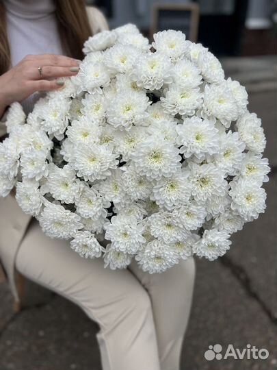 Букет хризантем, цветы, кустовые хризантемы