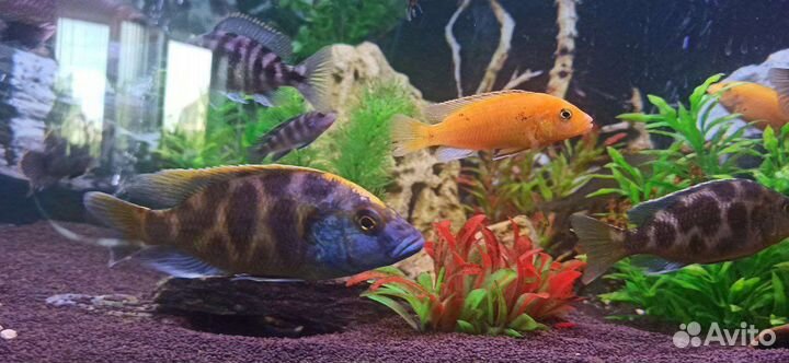 Малавийские цихлиды Золотой леопард