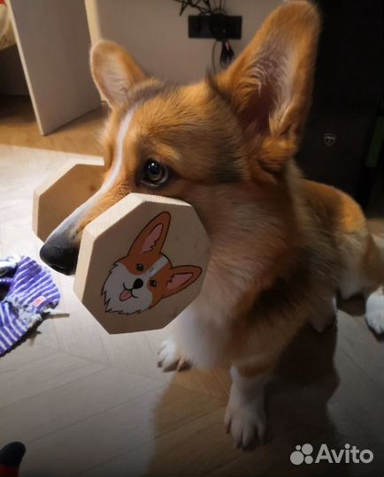 Апортировочные гантели. опт и розница