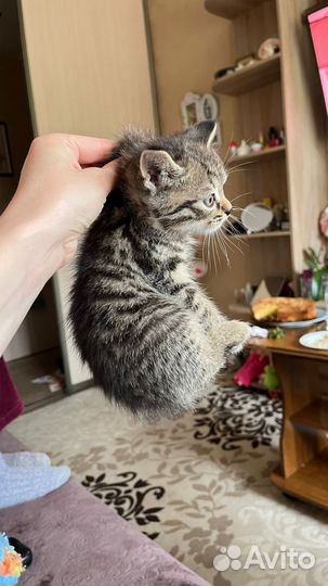 Котенок в добрые руки