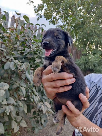 Собака в дар