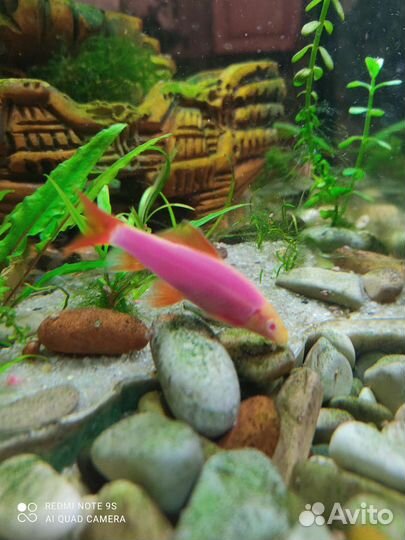 Аквариумные рыбки Лабео 8 см 1шт