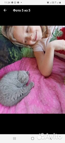 Вислоухие котята шотландские розовоносики