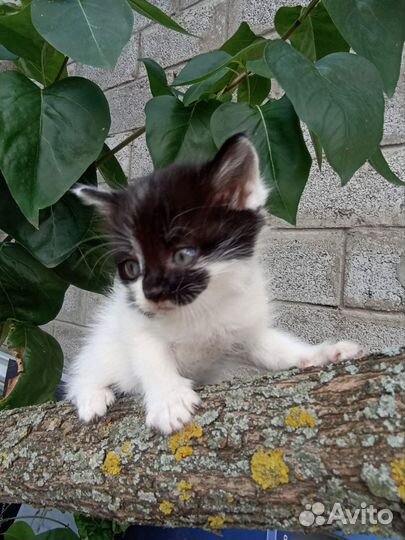Котята бесплатно