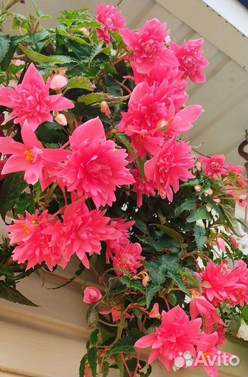 Бегония махровая ампельная