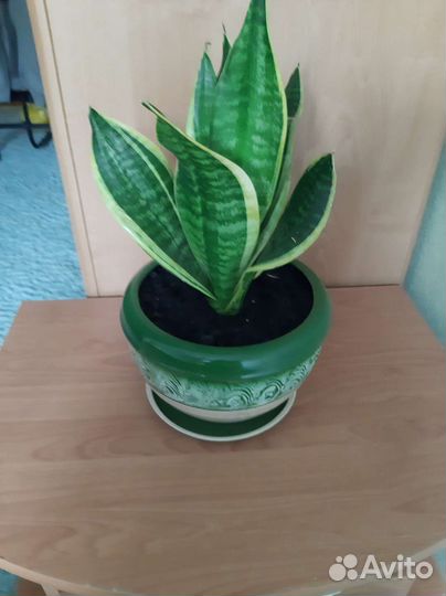 Замиокулькас