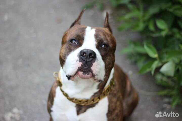 Собака стаффордширский терьер для фотосессии