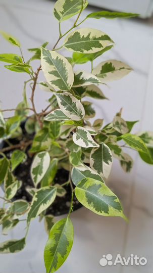 Фикус в кашпо