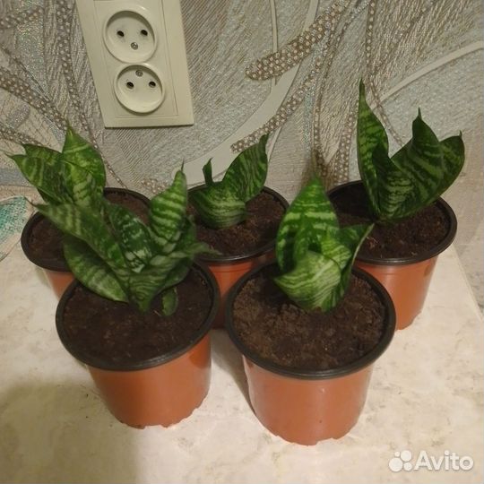 Сансевиерия ханни