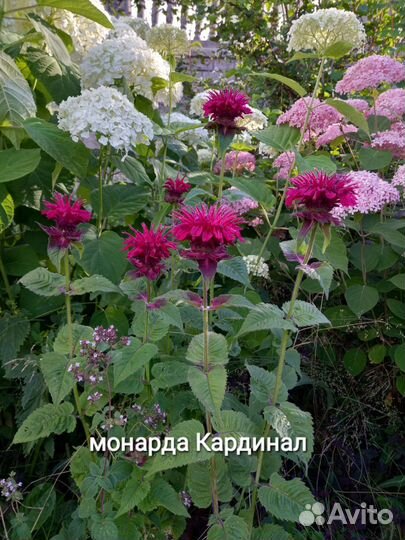 Многолетники садовые