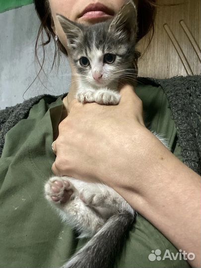 Котенок Клара в добрые руки