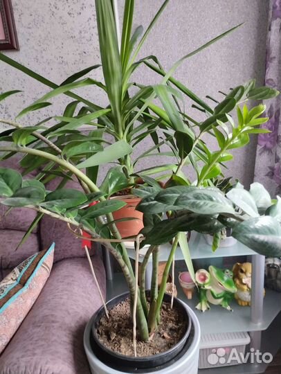 Замиокулькас